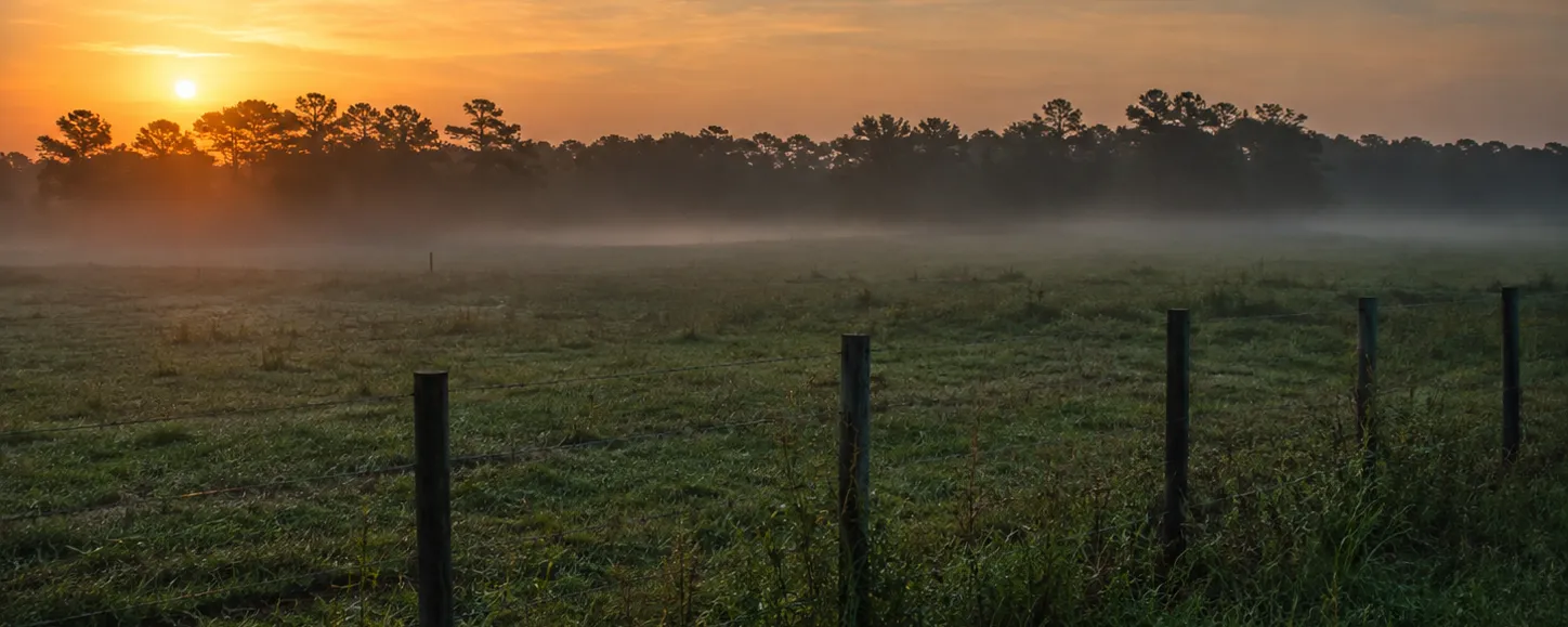 Sunrise over a misty fenced pasture with a pine treeline in rural Jackson County, Florida