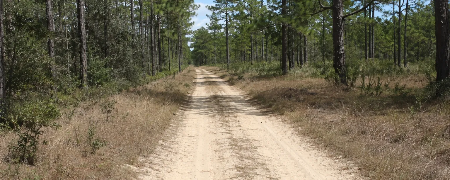 An unpaved sand road running between tall longleaf pines in rural Jackson County, Florida