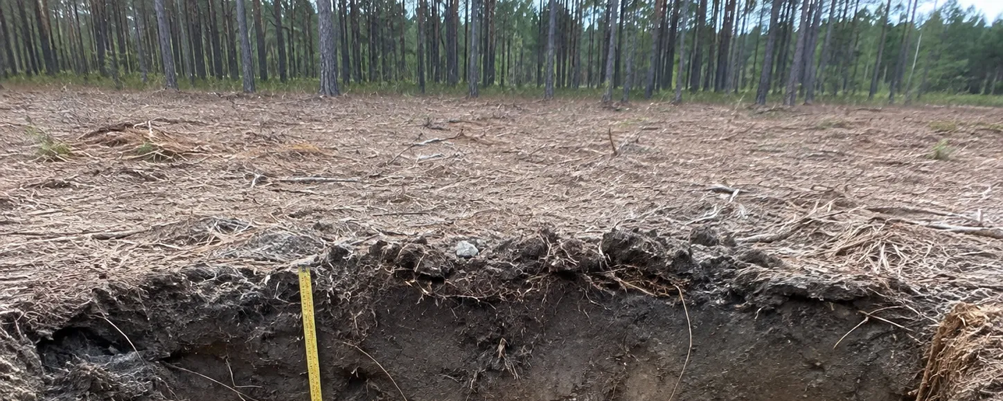 An open soil test pit showing a cross-section of topsoil and subsoil on a cleared pine tract