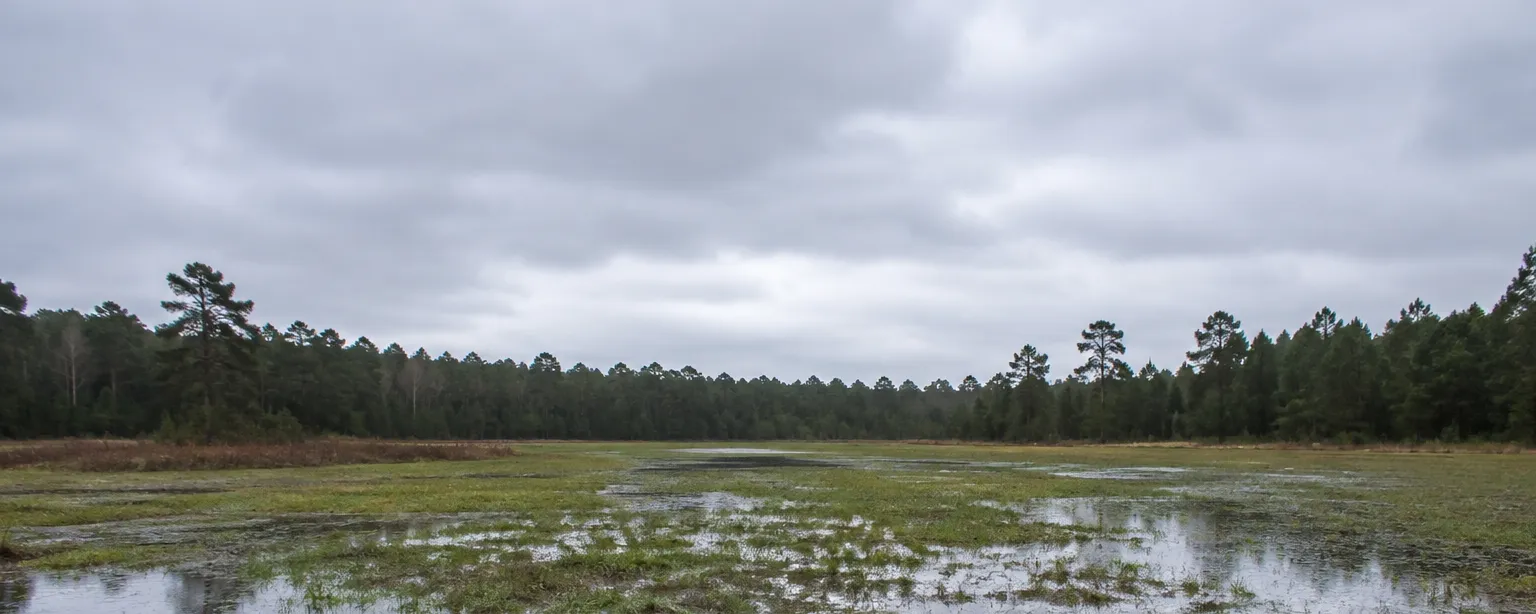 Shallow standing water across a low field after heavy rain, with a pine treeline beyond